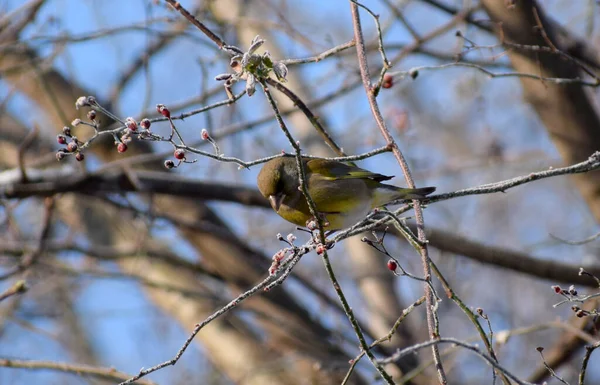 Avrupa 'da kışın yeşil ispinoz kuşu