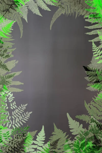 Fern Leaves Natural Frame — 图库照片