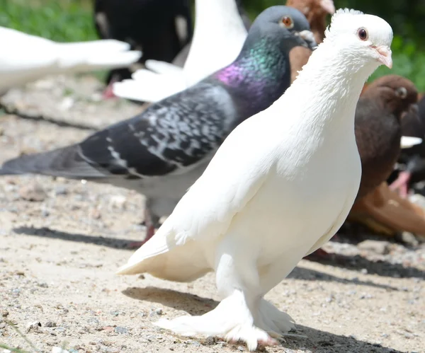 Tauben, Tauben — Stockfoto