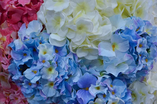 Fiori - bianco, rosso, azzurro — Foto Stock