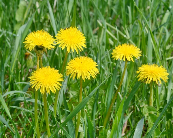 Gelber Löwenzahn — Stockfoto