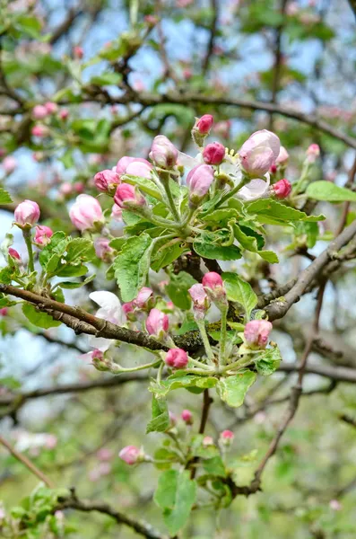 Virágszálnak Apple vele. Vértes egy szép tavaszi almafa kék ég ellen — Stock Fotó