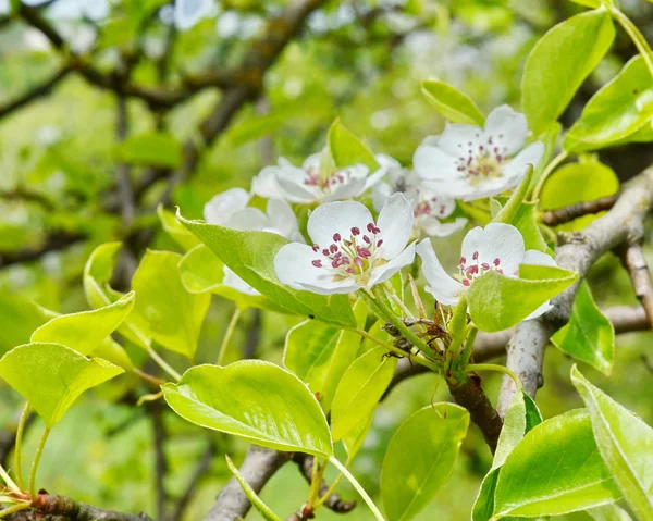 Blooming apple tree. white blossoms against blue sky — Stock Photo, Image