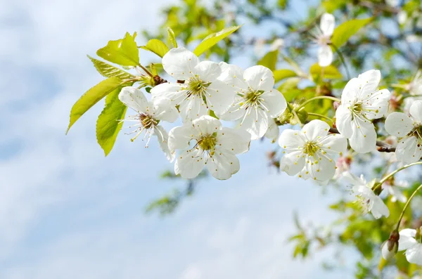 Blossoming apple tree Beautiful apple tree branch — Stock Photo, Image