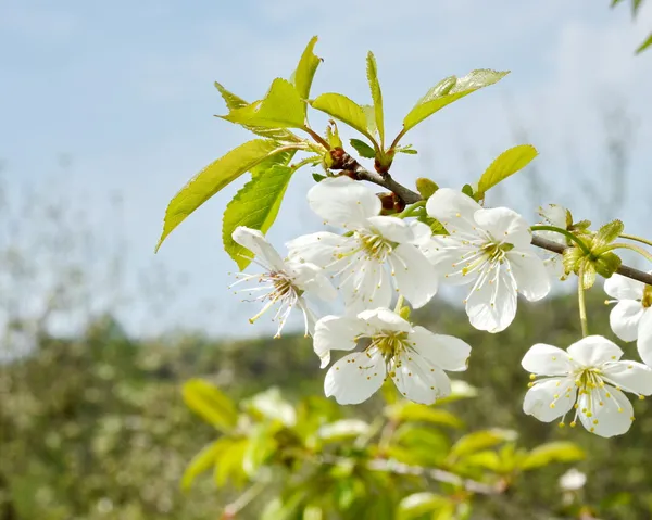 Spring blossoming apple tree — Stock Photo, Image