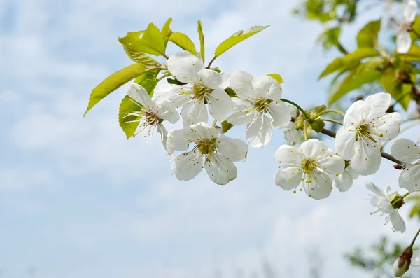 Blossoming apple tree Beautiful apple tree branch — Stock Photo, Image