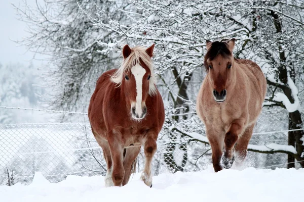 Paarden Stockfoto