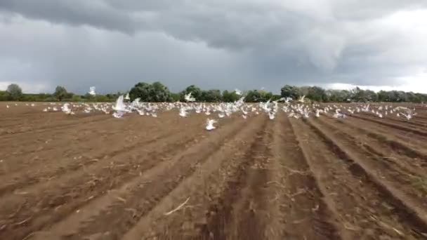 O drone está voando através de um bando de imagens de gaivotas — Vídeo de Stock