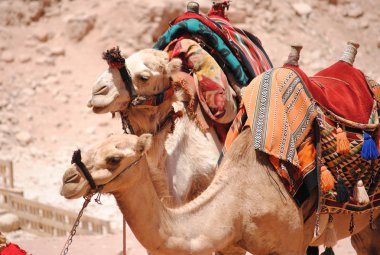 dromedary Ürdün
