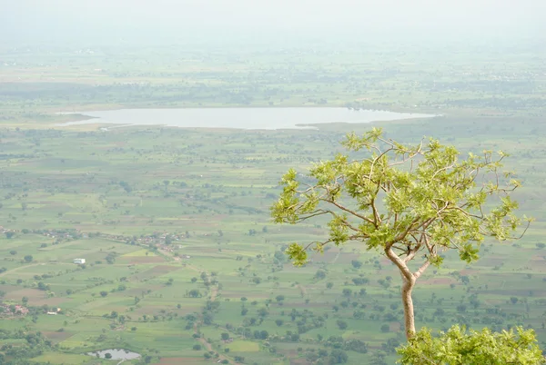 orman veya ormanı yakınlarında mandu, madhya pradesh, Hindistan