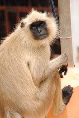 maymun omkareshwar, Hindistan