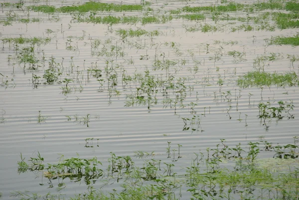 Water with small ripples — Stock Photo, Image