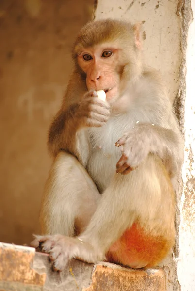 Maymunlar yakınındaki jaipur, İstanbul, Türkiye