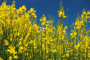 Çiçekli süpürge ya da gorse mavi gökyüzünde