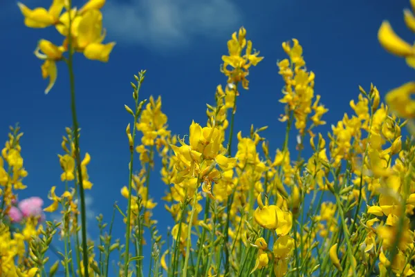 Çiçekli süpürge ya da gorse mavi gökyüzünde