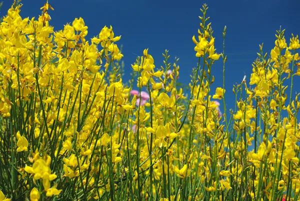 Çiçekli süpürge ya da gorse mavi gökyüzünde