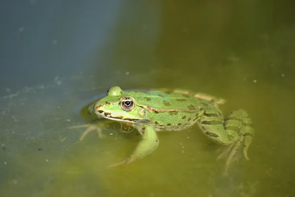 bir su birikintisi güneşlenme kurbağa