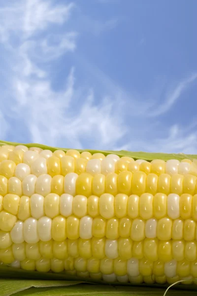 Espiga de milho e céu azul — Fotografia de Stock