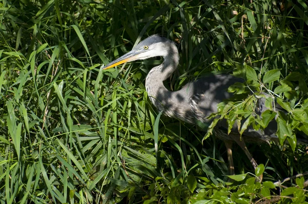 Blaureiher versteckt — Stockfoto