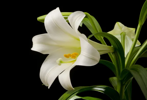 Easter Lily Blossom Royalty Free Stock Photos