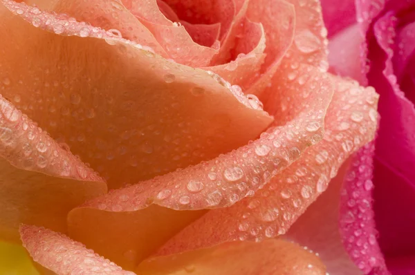 Streszczenie Róże — Zdjęcie stockowe