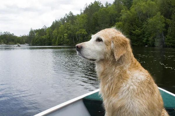 Golden Retriever — Stok fotoğraf