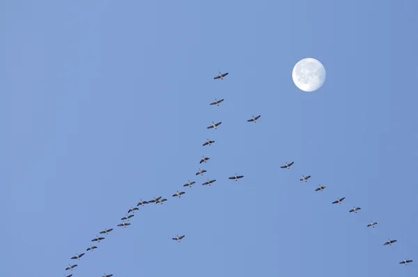 Ganzen vliegen in formatie — Stockfoto