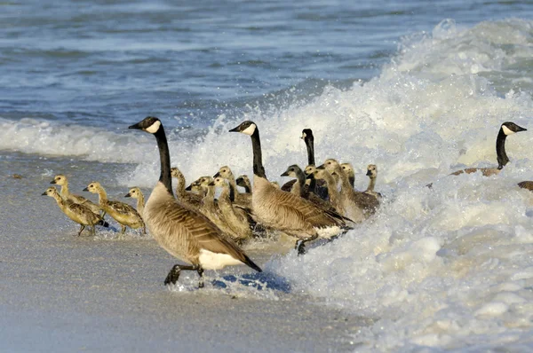 Gosling Coming out of the Waves — Stock Photo, Image