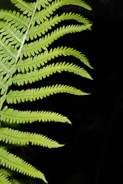 Boston fern soyut