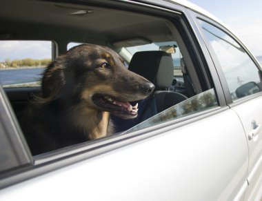 Araba sürmek için köpek