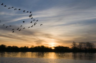 Geese at Sunrise clipart