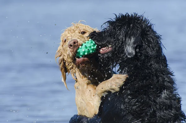 Hunde, die denselben Ball im Wasser erwischen — Stockfoto
