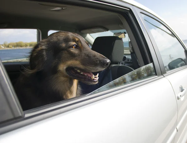 Autofahrt für den Hund — Stockfoto