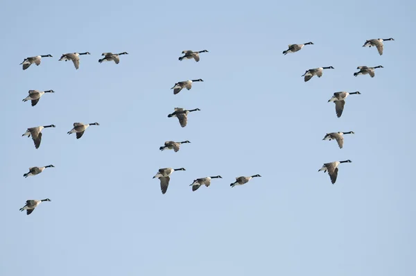 Feitiço de gansos Voar — Fotografia de Stock
