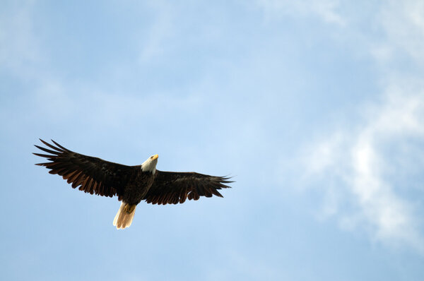 Soaring Bald Eagle