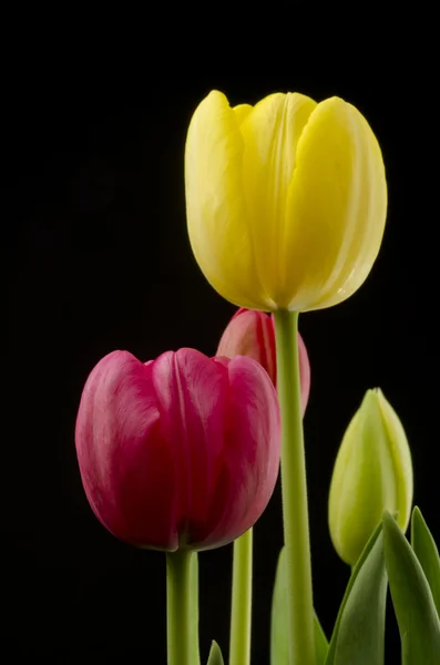 Enfoque en Tulipán rojo —  Fotos de Stock