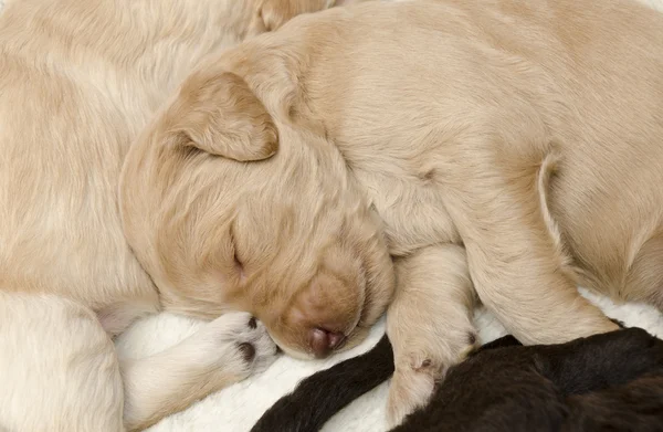 Zaměřit se na Karmel labradoodle štěně — Stock fotografie