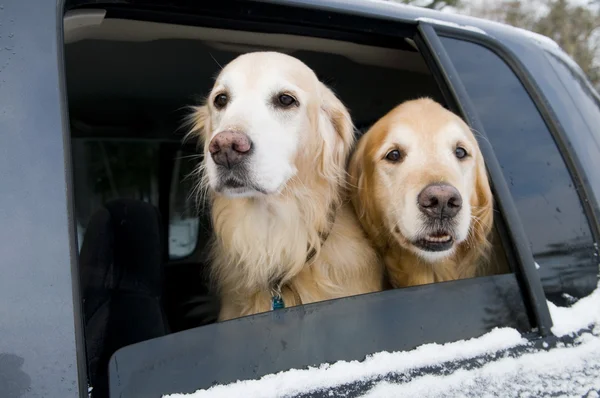 Golden Retriever Car Ride — Stock Photo, Image