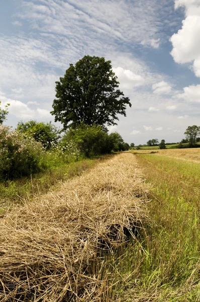 Harvest — Stock Photo, Image