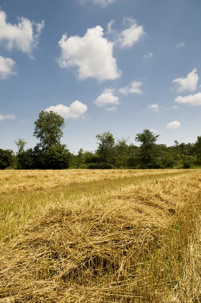 Harvest Time — Stock Photo, Image