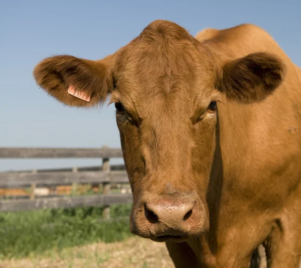 Vaca de Carne de Bovino — Fotografia de Stock
