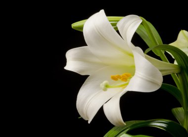 Lily with Large Blossom clipart