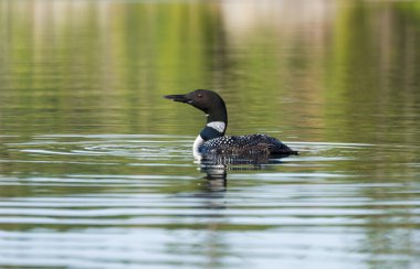 ortak loon