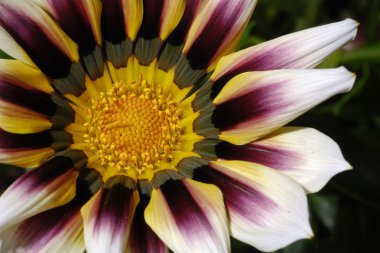 gazania çiçeği