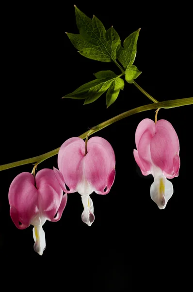 Blutendes Herz blüht — Stockfoto