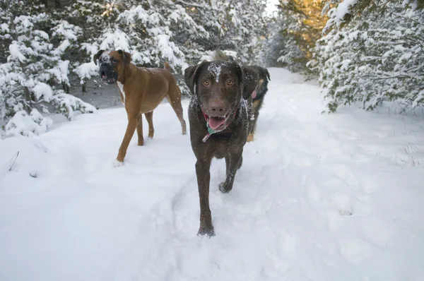 Passeggiata invernale del cane — Foto Stock