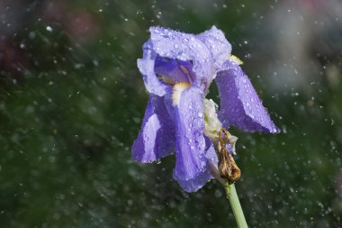 Iris üzerinde Sunshower