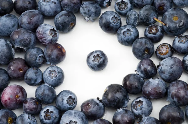 Standout Blueberry — Stock Photo, Image