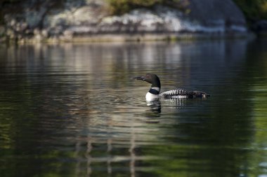 ortak loon üzerinde Kuzey lake