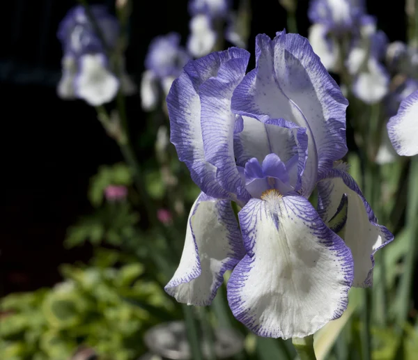 アイリスの花に焦点を当てる — ストック写真